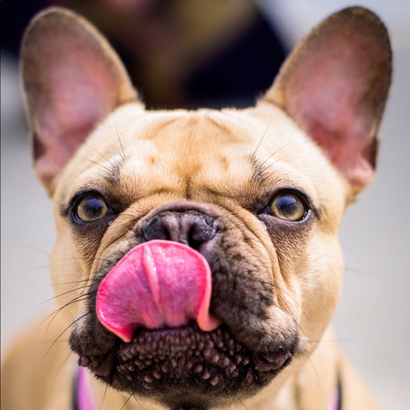 •𝒜𝐿𝐸𝑅𝒢𝒴 𝒜𝐿𝐸𝑅𝒯• 𝙋𝙚𝙩 𝙛𝙧𝙞𝙚𝙣𝙙𝙡𝙮! - Picture 6 of 14